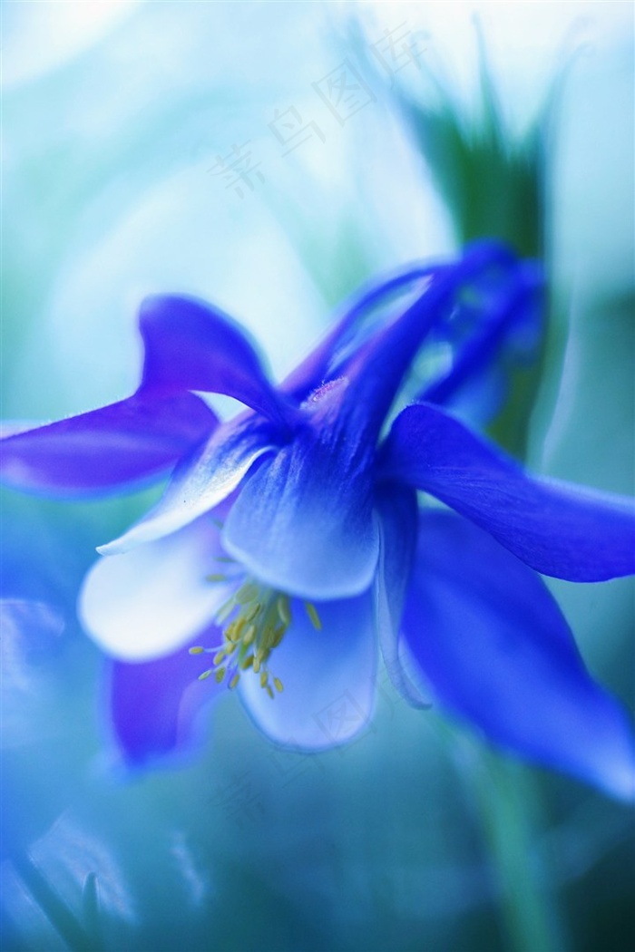 蓝色唯美鲜花图片