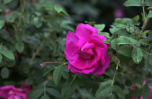 绿叶中娇媚的野玫瑰 绿叶中娇媚的野玫瑰