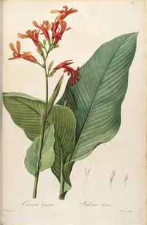 雷杜德原版高清花卉花瓣绿色植物花草图谱 雷杜德原版高清花卉花瓣绿色植物花草图谱