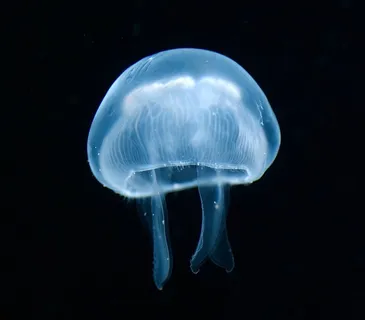 海洋里的水母动物素材图片 海洋里的水母动物素材图片