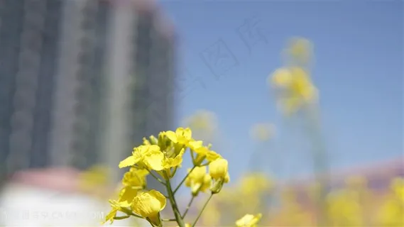 春天的油菜花 春天的油菜花