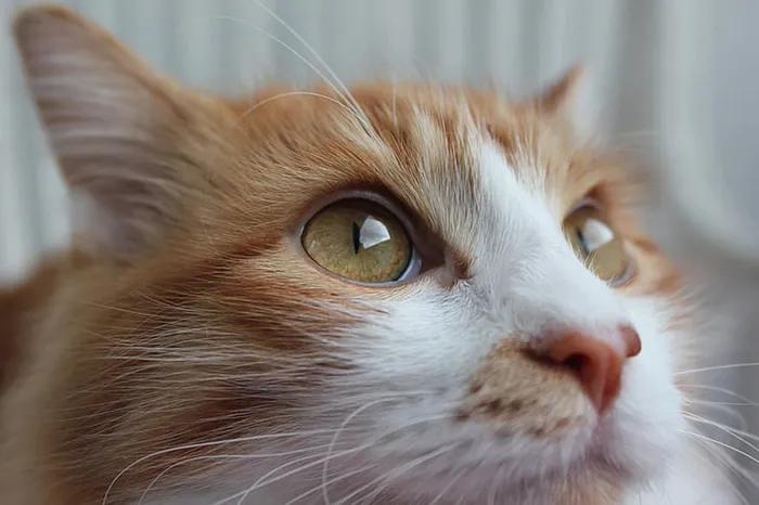 可爱猫咪 动物 素材 奶萌 (170)