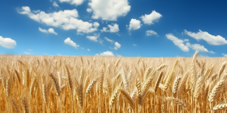 蓝天白云阳光灿烂的金色麦田摄影图