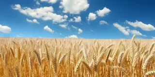 蓝天白云阳光灿烂的金色麦田摄影图