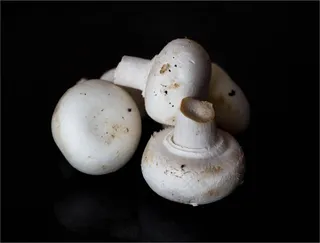 食用白色蘑菇图片