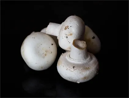 食用白色蘑菇图片 食用白色蘑菇图片