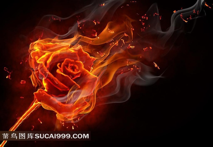 火焰玫瑰花高清素材