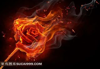 火焰玫瑰花高清素材