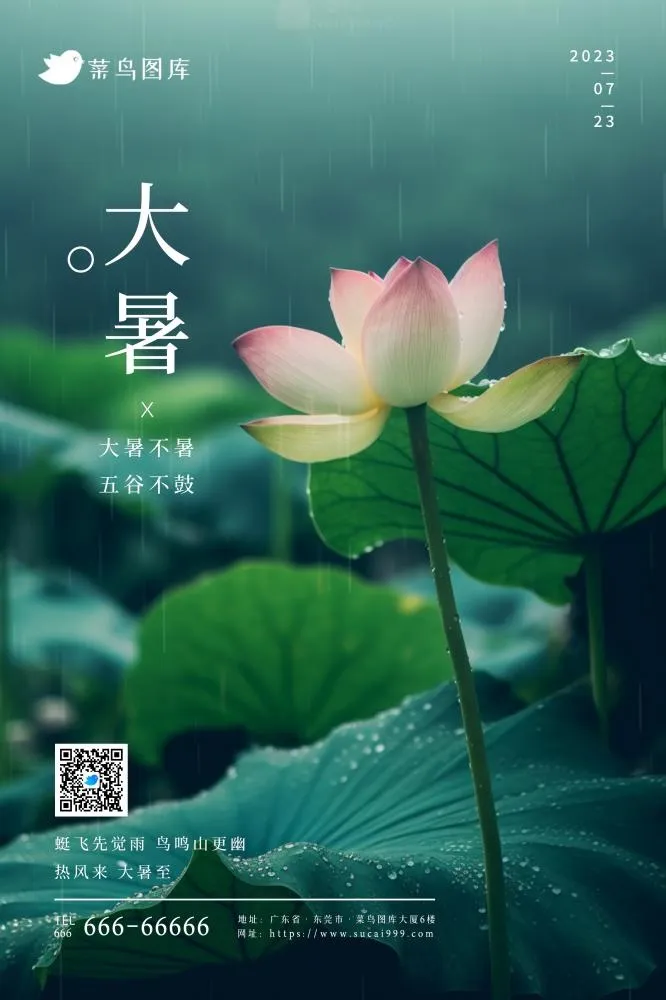 大暑雨天荷花意境简约节气海报