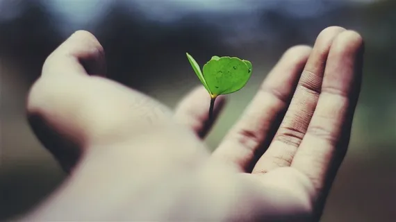 手中的绿色树苗 手中的绿色树苗