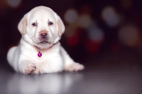 幼崽宠物狗图片 幼崽宠物狗图片