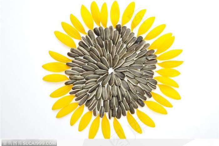 金色向日葵-葵花籽与向日葵