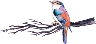 简约风手绘素描动画小鸟鸟儿免扣PNG图片素材 (62)