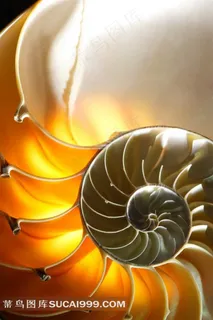 大海的贝壳和海螺素材图