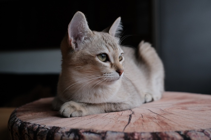 可爱猫咪猫猫摄影素材