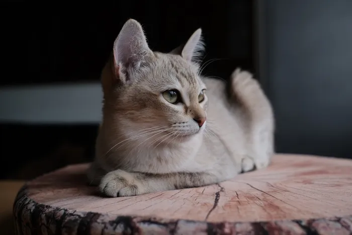 可爱猫咪猫猫摄影素材
