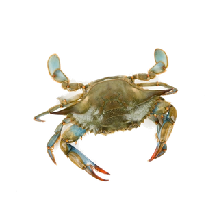 螃蟹(25)海鲜超市商品红酒白底图免抠实物摄影png格式图片透明底