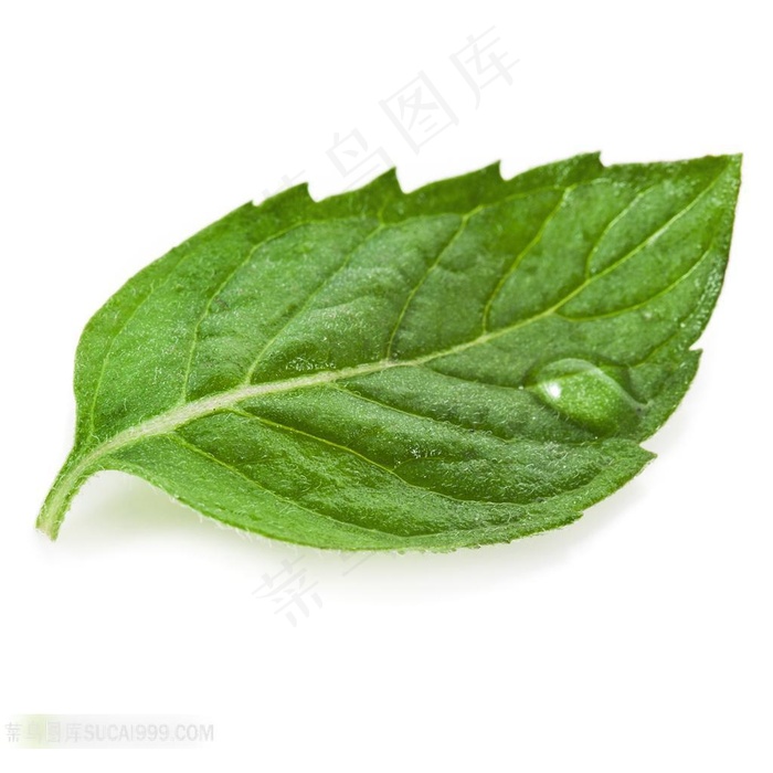 一片桑叶上的水珠