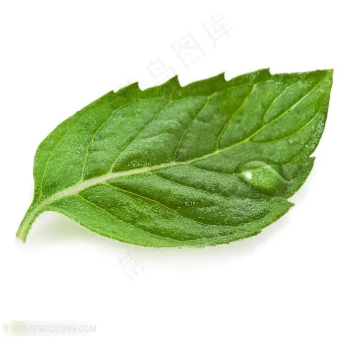 一片桑叶上的水珠