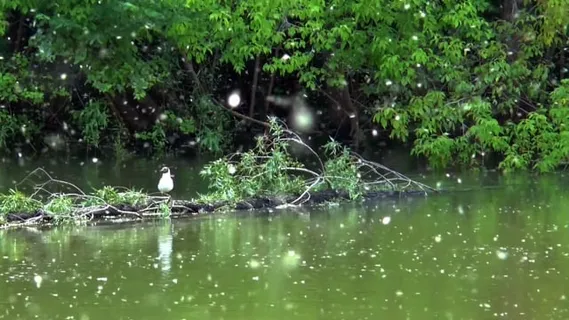 海鸥, 河, 夏天, 起毛, 坐在水面上, 鸟, 白色