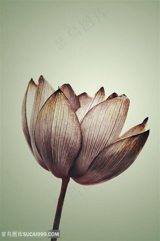 荷韵手绘花卉唯美装饰画