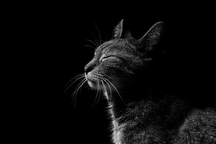 猫, 脸, 动物, 辉光, 毛皮, 好的