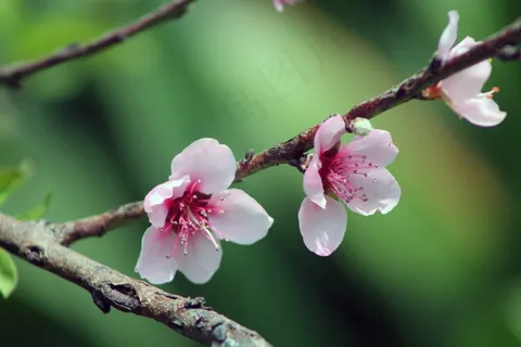 浪漫粉色桃花图片 浪漫粉色桃花图片