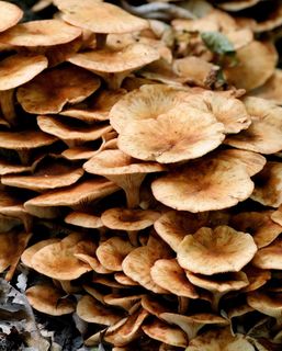 东北野生蘑菇图片