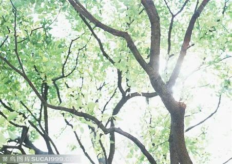 树木树叶-樟树枝和嫩叶