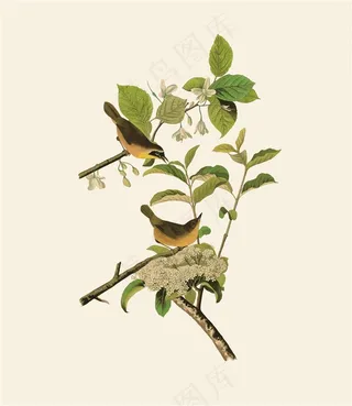 花鸟植物鲜花鸟窝素材