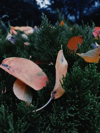 秋天落叶风景唯美