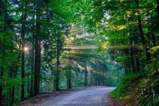 阳光直射在雨林中的高清图片