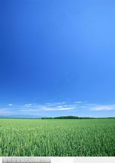 蓝天下的麦田 蓝天下的麦田