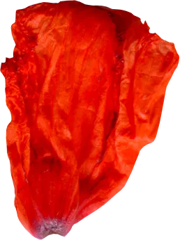 花瓣花朵免扣图片 