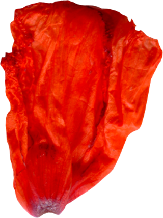 花瓣花朵免扣图片 