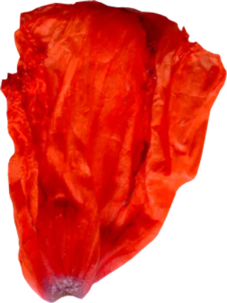 花瓣花朵免扣图片 