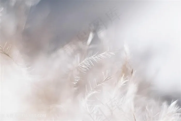 白色羽毛羽绒唯美背景