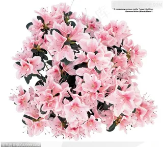 花艺花束-漂亮的粉色杜鹃花