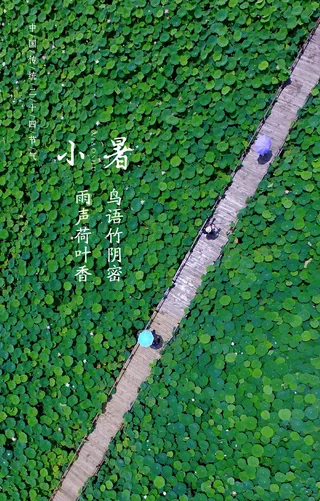 小暑节气唯美清新海报