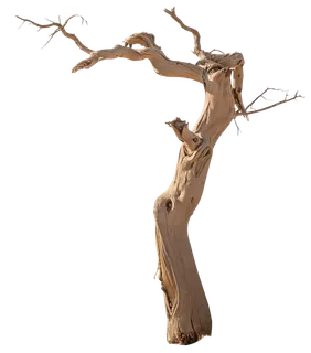 树木树枝树叶免扣素材