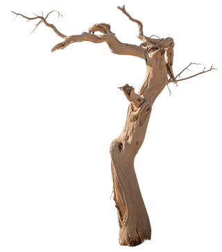 树木树枝树叶免扣素材