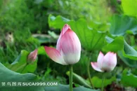 荷花花蕾图片