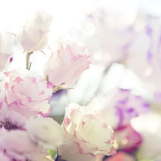 非主流唯美白色花朵图片