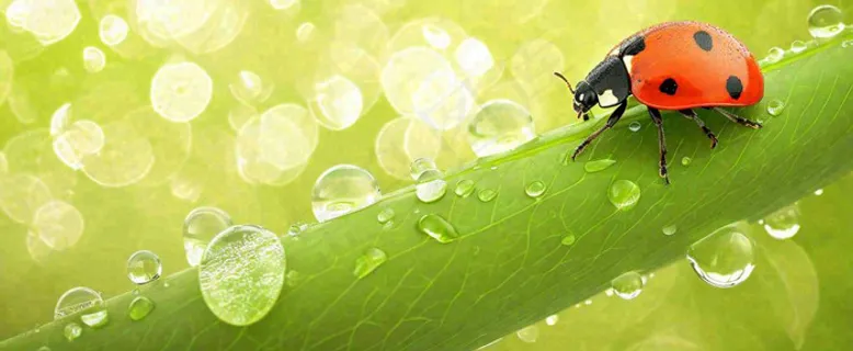 春天雨水叶子绿叶上的七星瓢虫，虫类，谷雨春分摄影图