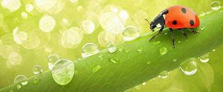 春天雨水叶子绿叶上的七星瓢虫，虫类，谷雨春分摄影图