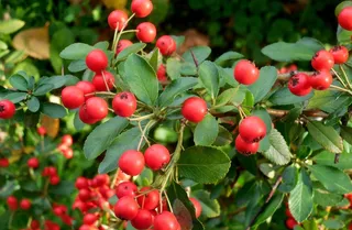 红色野果子图片