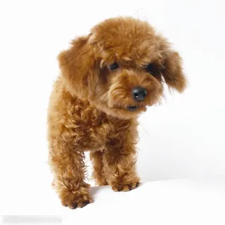 小型犬-低头的棕色迪泰熊