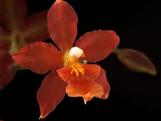 超高清红色小花鲜花图片