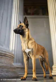 高清石柱边上的狼狗图片