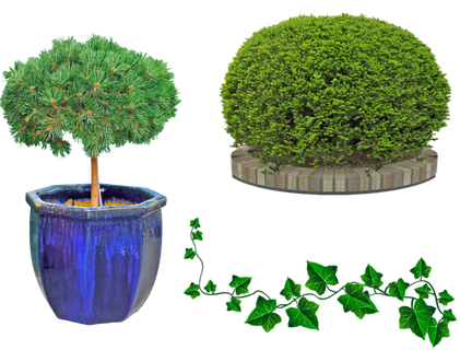 _室外植物 灌木 常春藤 自然 衬套 花园 有天赋的人